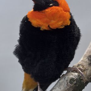 Black-winged bishop (?)
