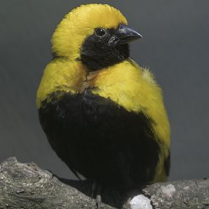 Yellow-crowned bishop