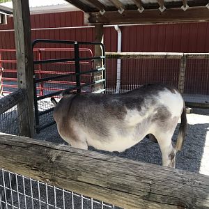 Kids kingdom miniature donkey