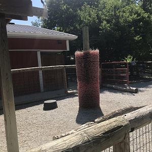 Kids kingdom miniature donkey exhibit