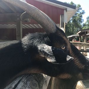 Kids kingdom Nigerian dwarf goat