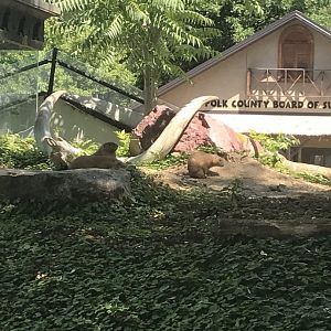 Kids kingdom black tailed prairie dog exhibit