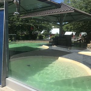 Hub Harbor seal & sea lion exhibit