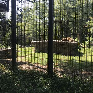 Big cats lion exhibit#1