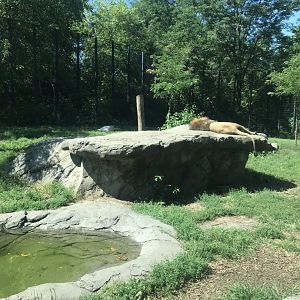 Big cats lion exhibit#1