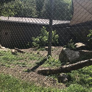 Big cats lion exhibit#2