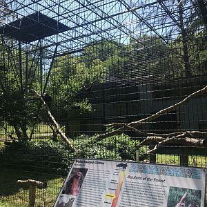 Big cats white-handed gibbon & cinereous vulture exhibit