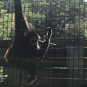 Big cats white-handed gibbon