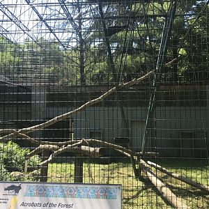 Big cats white-handed gibbon & cinereous vulture exhibit