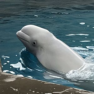 Beluga Whale (Delphinapterus leucas)