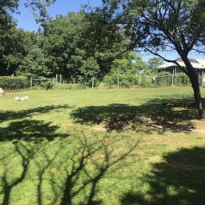 Jamaa kwa Africa mix species exhibit