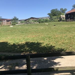 Jamaa kwa Africa mix species exhibit