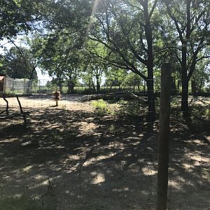 Jamaa kwa Africa Hartmann's Mountain zebra & common ostrich exhibit