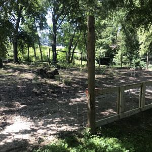 Jamaa kwa Africa Hartmann’s mountain zebra & common ostrich exhibit