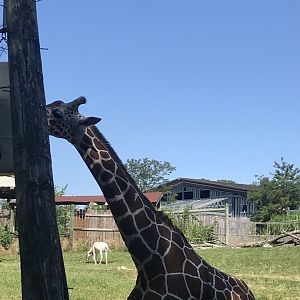 Jamaa kwa Africa reticulated giraffe