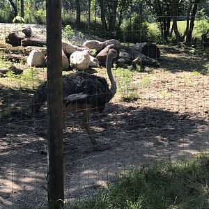 Jamaa kwa Africa common ostrich