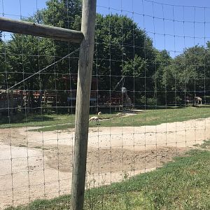 Jamaa kwa Africa mix species exhibit