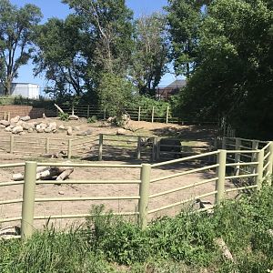 Jamaa kwa Africa black rhino exhibit