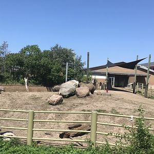 Jamaa kwa Africa black rhino exhibit