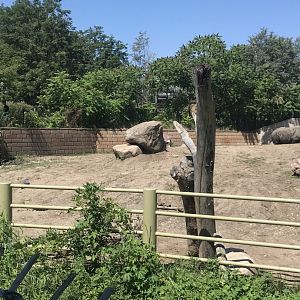 Jamaa kwa Africa black rhino exhibit