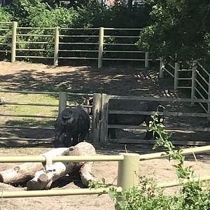 Jamaa kwa Africa black rhino exhibit