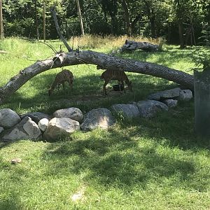 Jamaa kwa Africa Nyala & southern ground hornbill exhibit