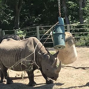 Jamaa kwa Africa black rhino