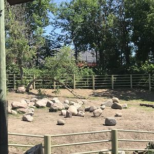 Jamaa kwa Africa black rhino exhibit