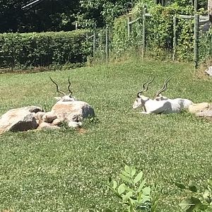 Jamaa kwa Africa addax