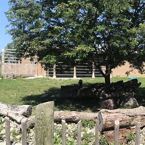 Jamaa kwa Africa grey-crowded crane & common eland exhibit#1