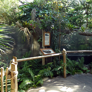 Jul. 2020 - Manatee Springs - American Alligator Exhibit
