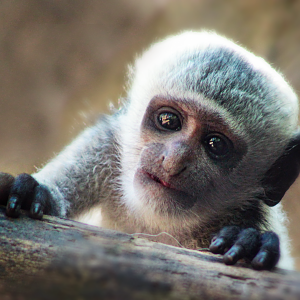 Jul. 2020 - Gorilla World - Baby Colobus (Phoebe)