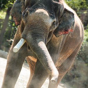 Jul. 2020 - Elephant Reserve - Sabu