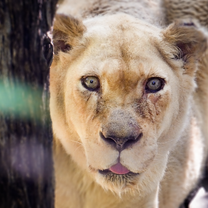 Jul. 2020 - White Lions of Timbavati - Gracious