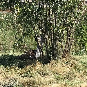 Jamaa kwa Africa kori bustard