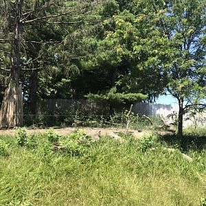 Jamaa kwa Africa common eland exhibit#2