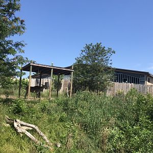 Jamaa kwa Africa common eland exhibit#2