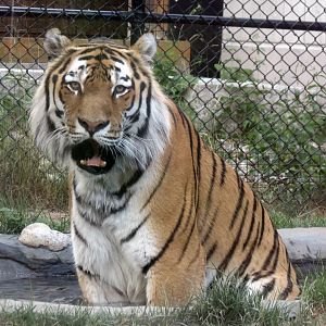 Amur Tiger