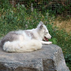 Arctic Fox