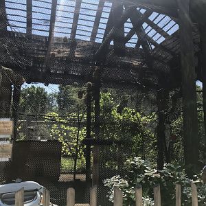 Jamaa kwa Africa aviary