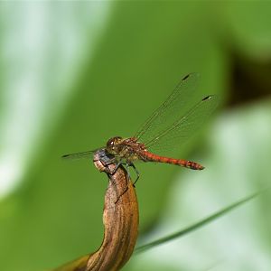 Common Darter