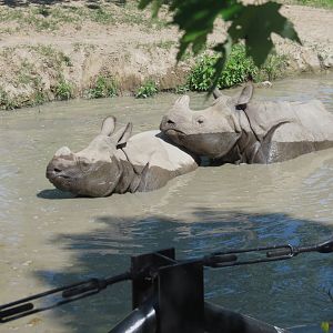 Indian Rhino