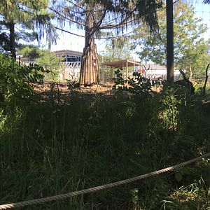 Jamaa kwa Africa common eland exhibit#2