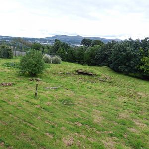 Giant Anteater outdoor enclosure