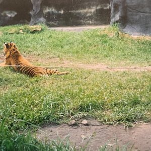 Sumatran Tiger Cub (1996)