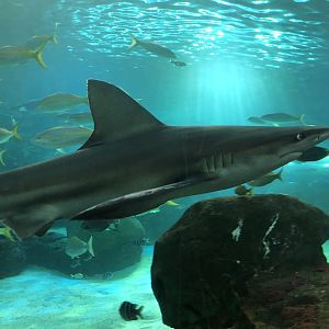 Sandbar Shark