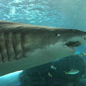 Sand Tiger Shark