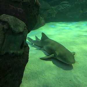 Nurse Shark