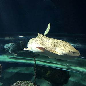 Zebra Shark