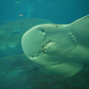 Bowmouth Guitarfish